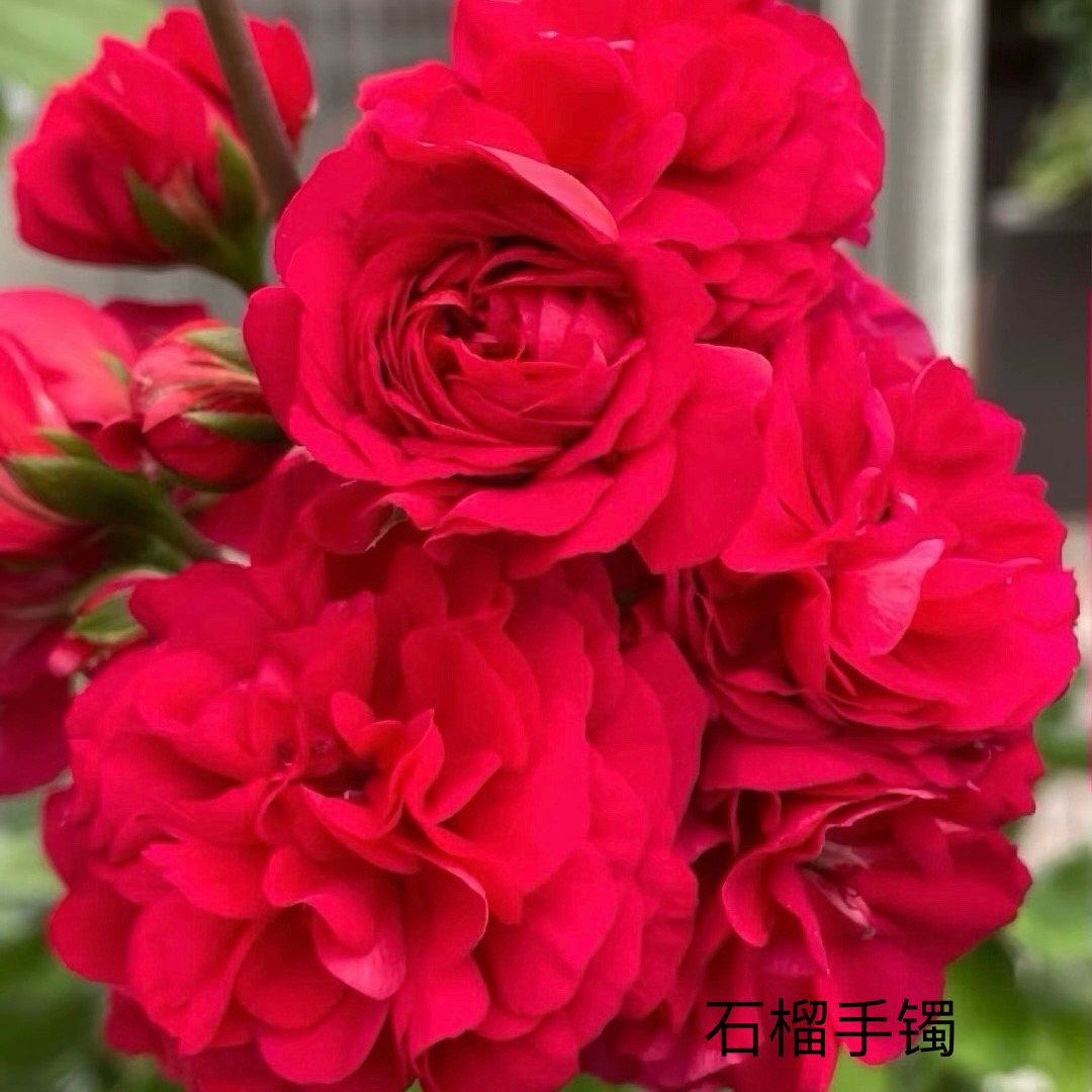 兽系【石榴手镯】小苗；一颗包邮