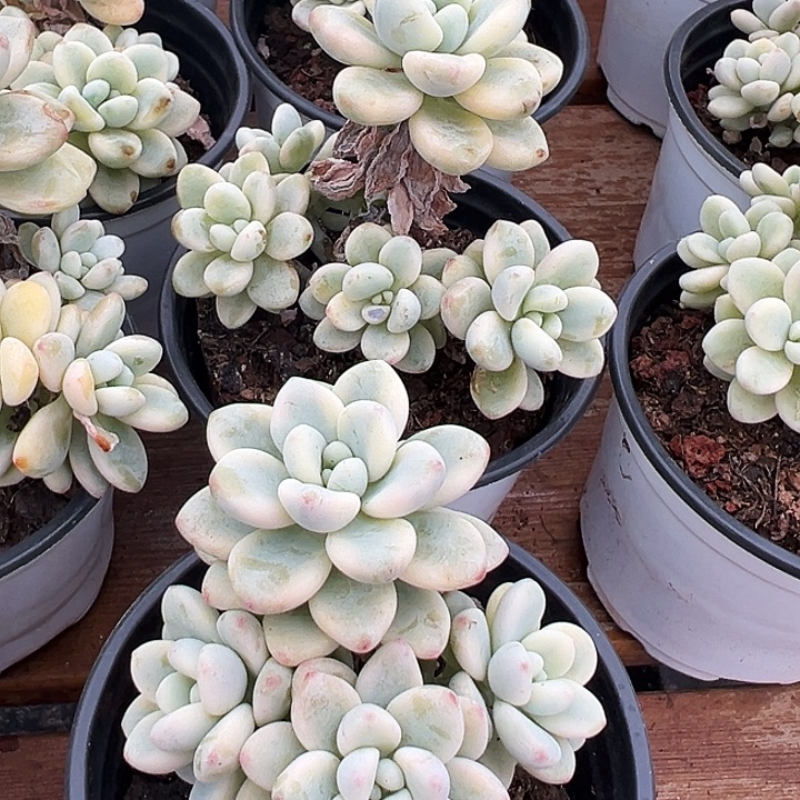 劳尔锦      福利多多  