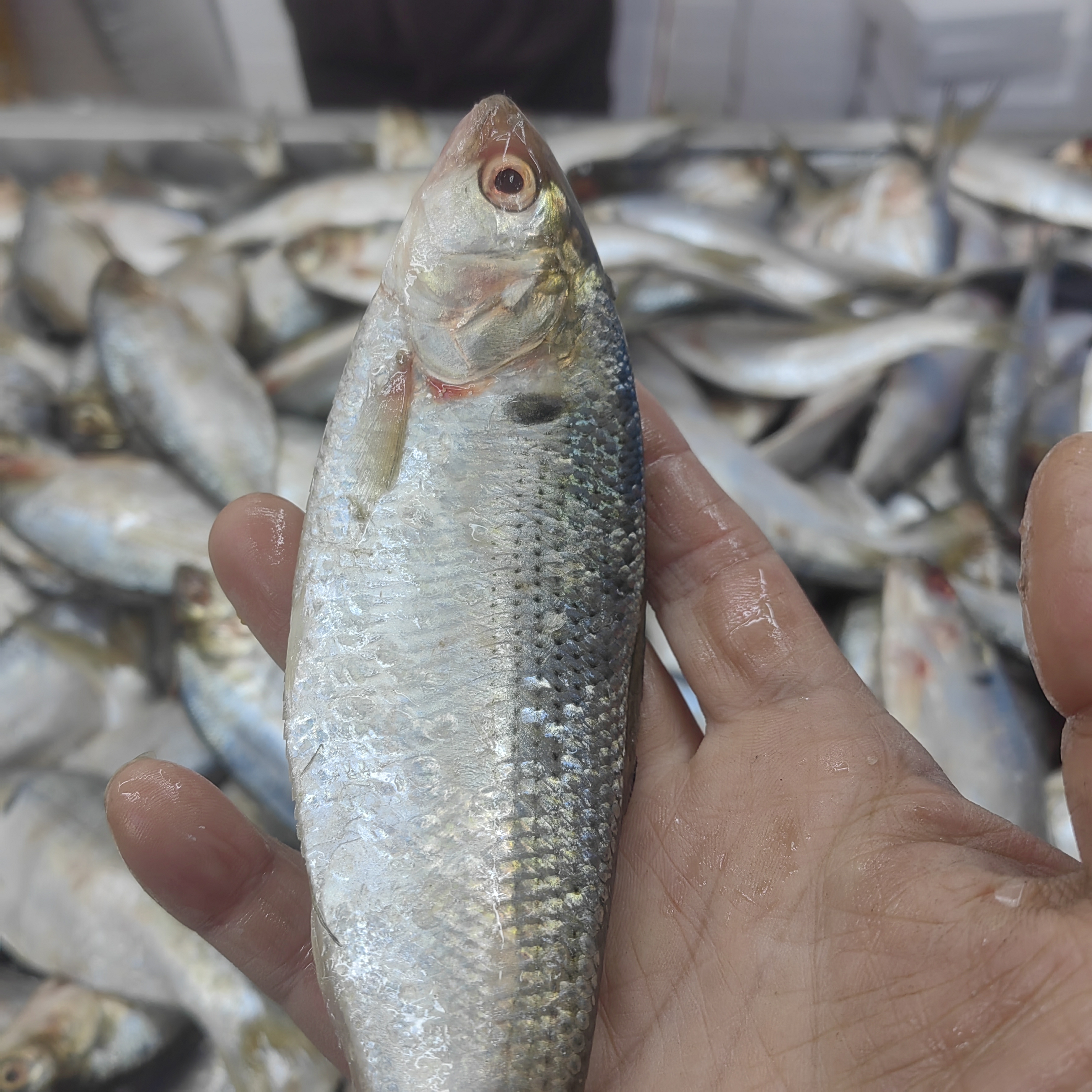 大连新鲜海鲫鱼令吉鱼鲮鲫鱼瓷鱼气泡鱼顺丰冷链发货