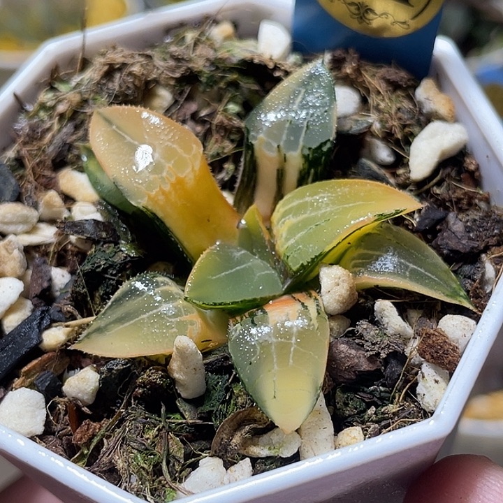 541冰河锦特选福利