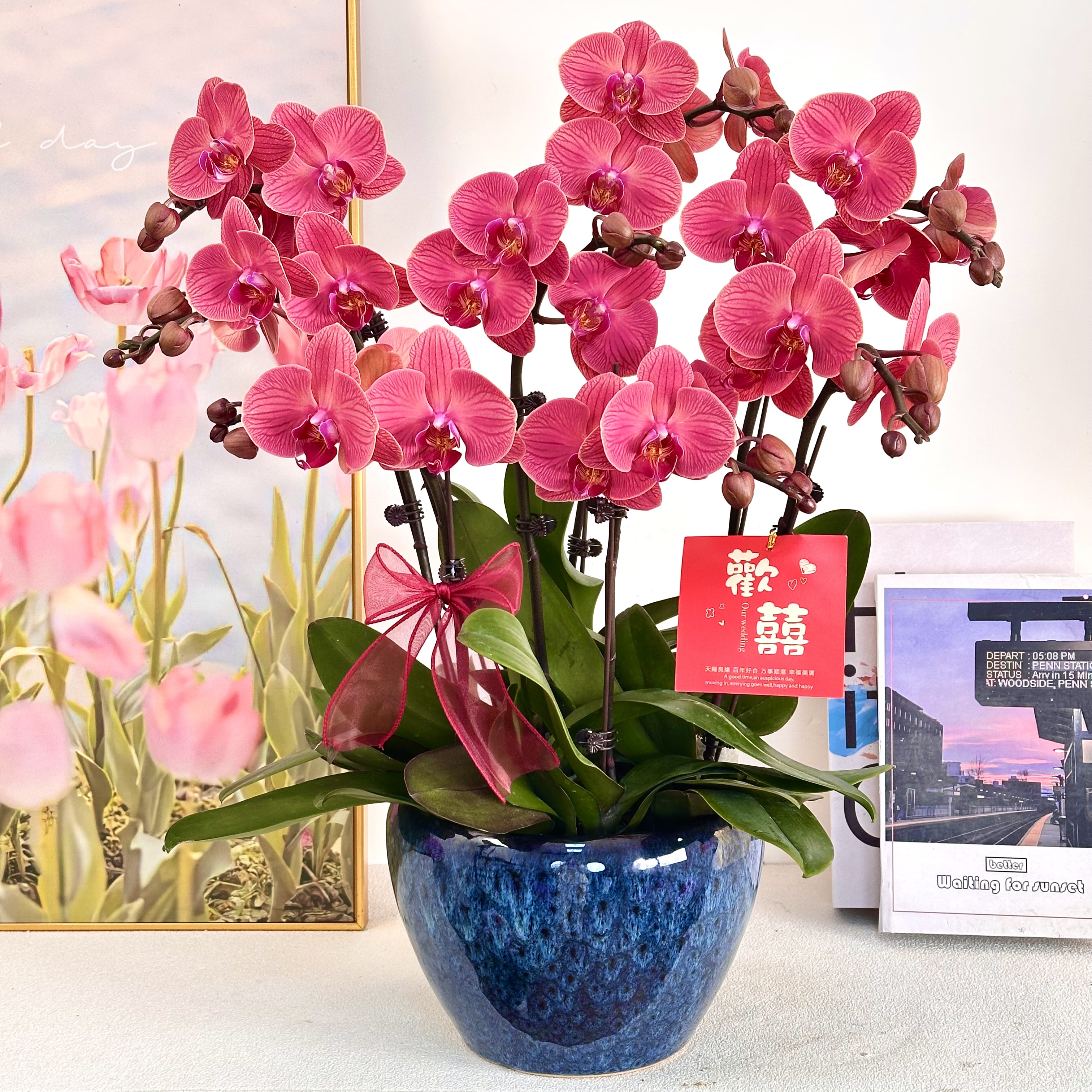 妗画【喜乐】室内蝴蝶兰花盆栽  年宵花  懒人绿植  送人送礼