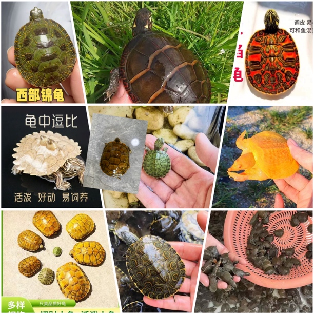 直播选龟链接[[[写上名字拍着]]]火焰地图西锦鳄龟