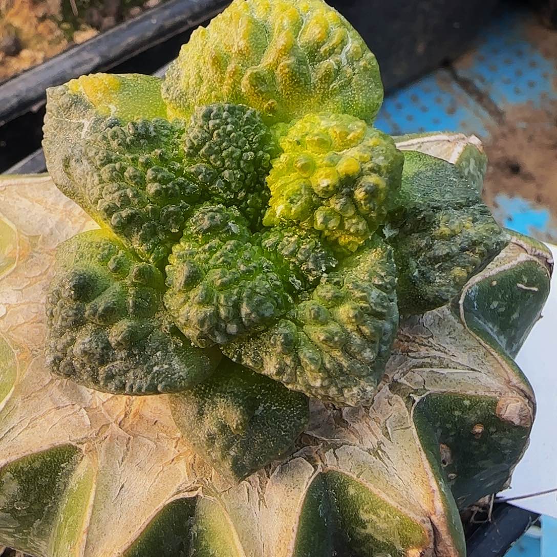 哥斯拉锦892仙人球开花