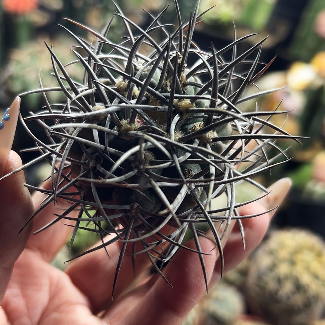 摩天龙仙人球111111111