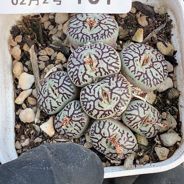 杜*果桃喜花园，0203-101超墨番杏