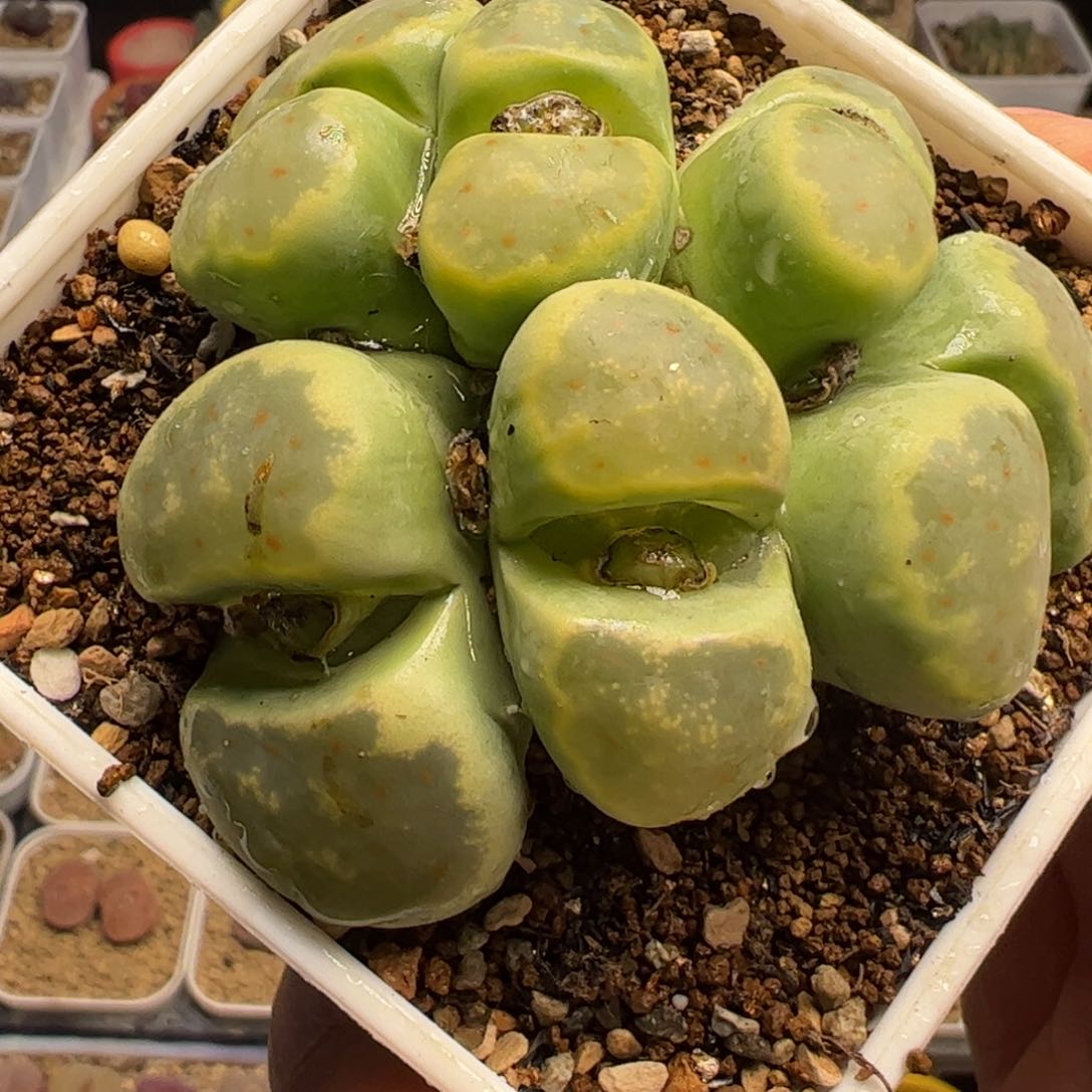 绿神迪母本群多肉植物百科