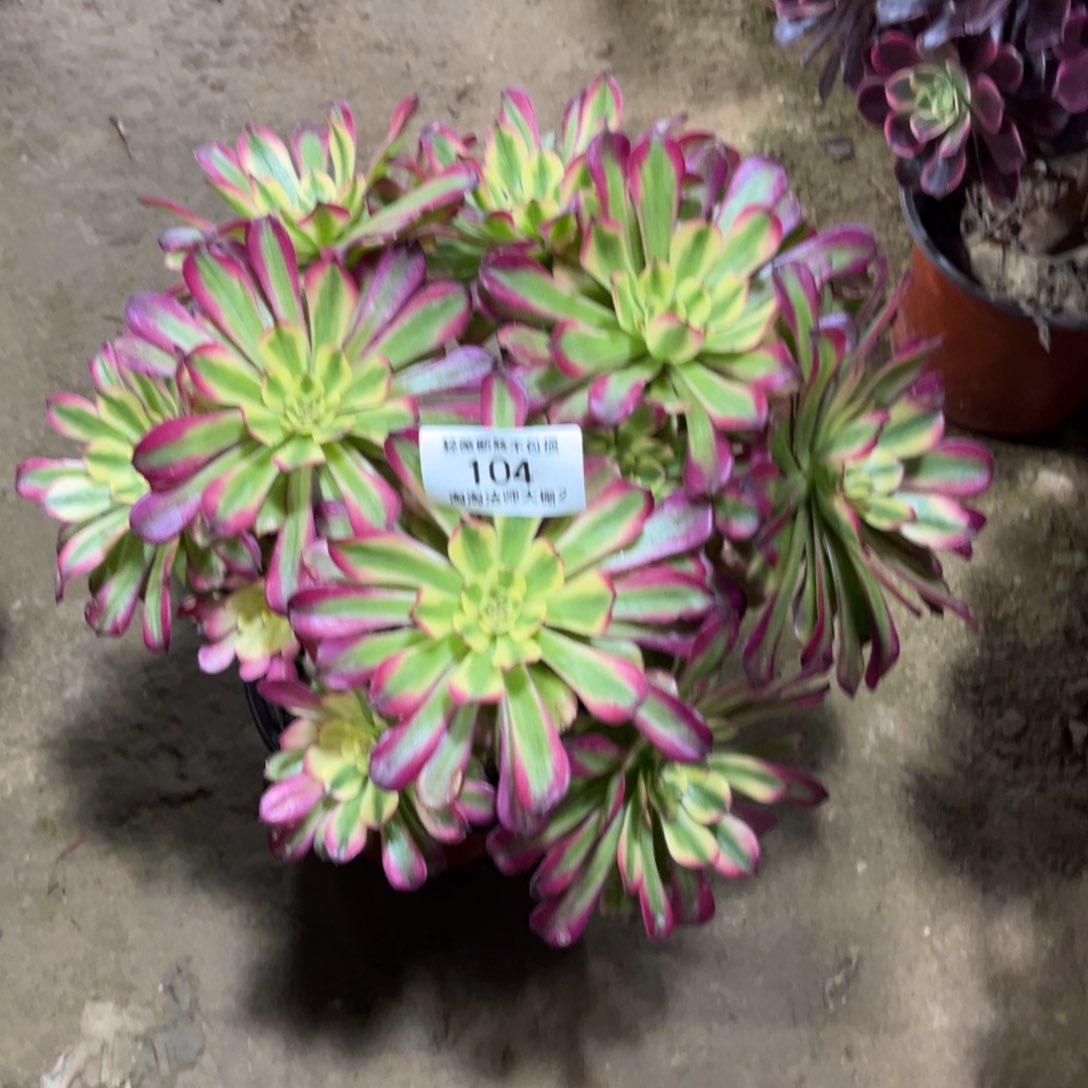 104舞天姬多肉植物法师