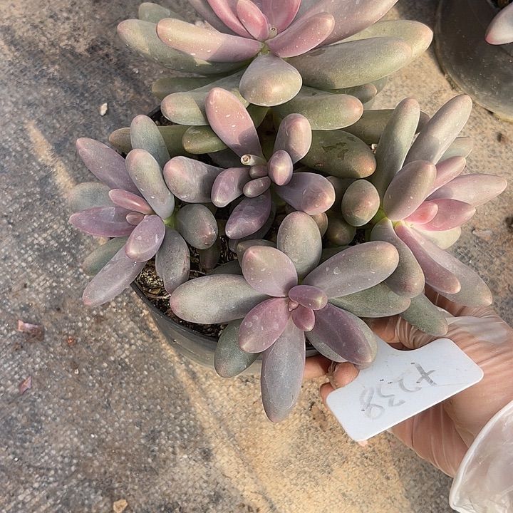 两单包邮，一物一拍，328糖果美人