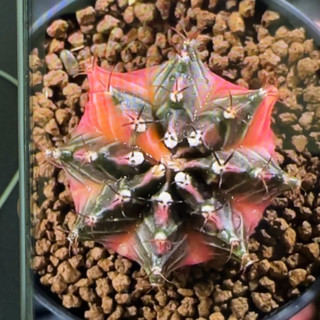 4-0215实生泰国发货多肉