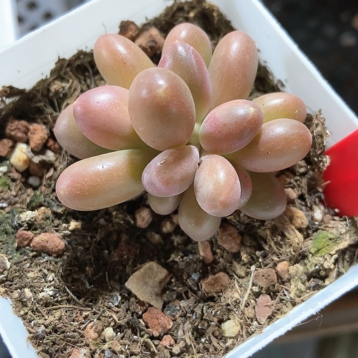 多肉植物潘多拉1745