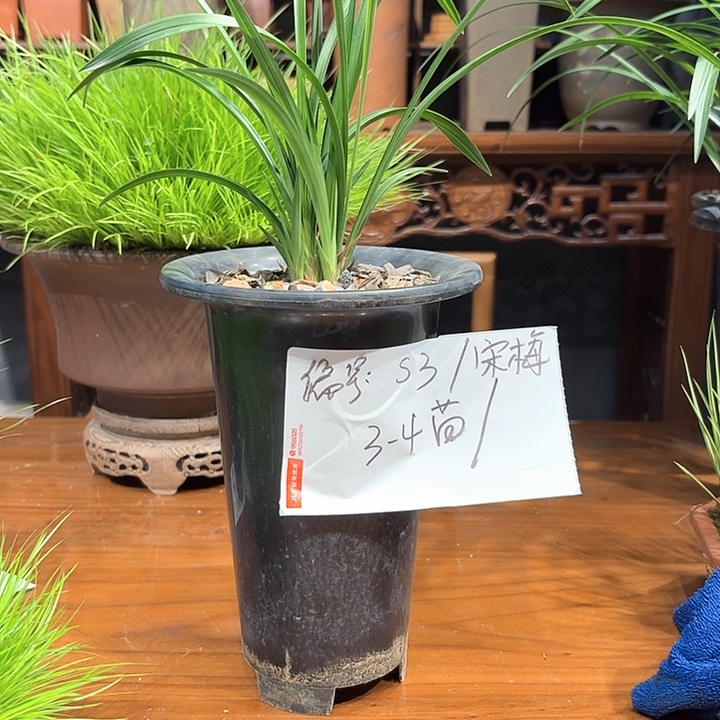 完全开放花卉种植