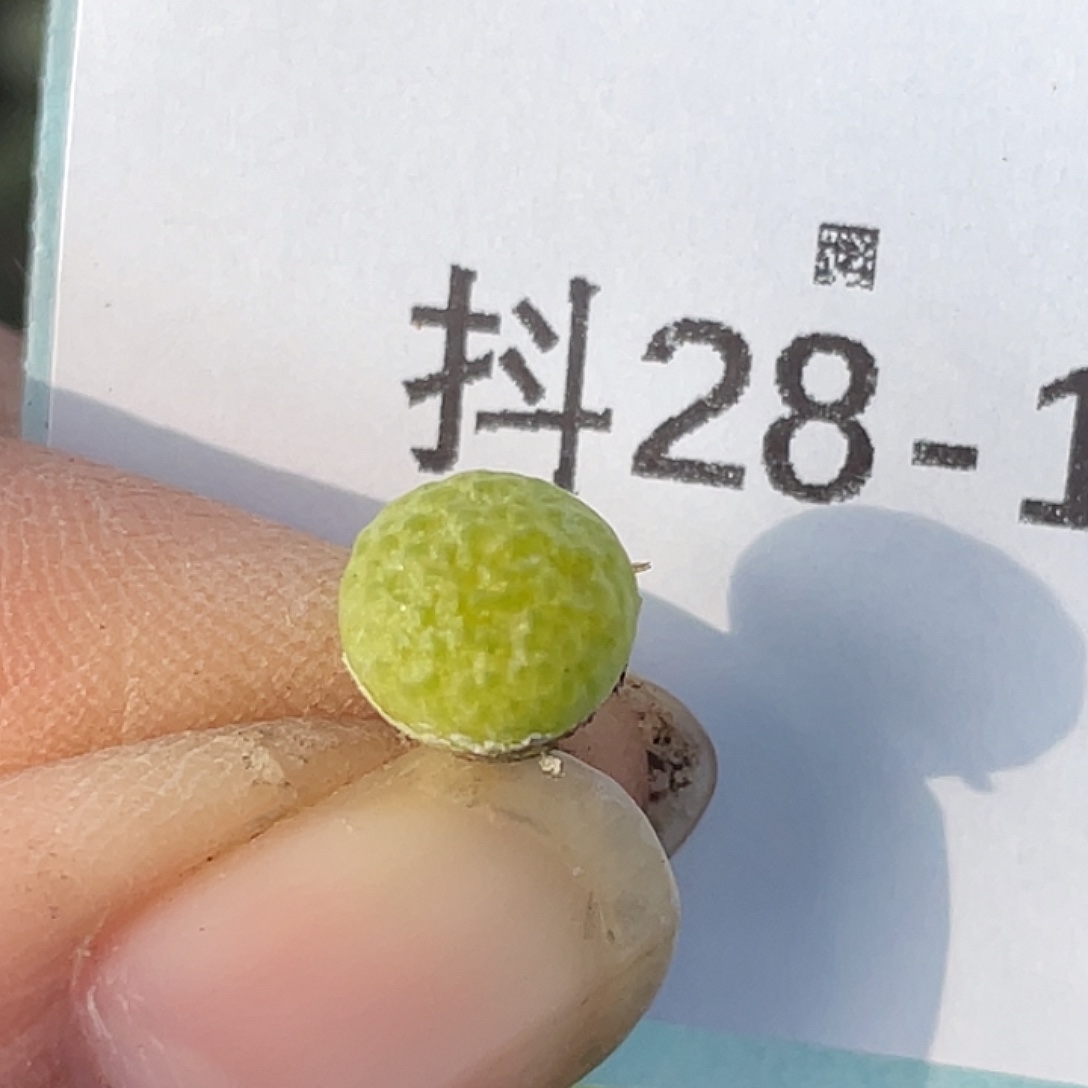 28-12园艺玉米肉锥