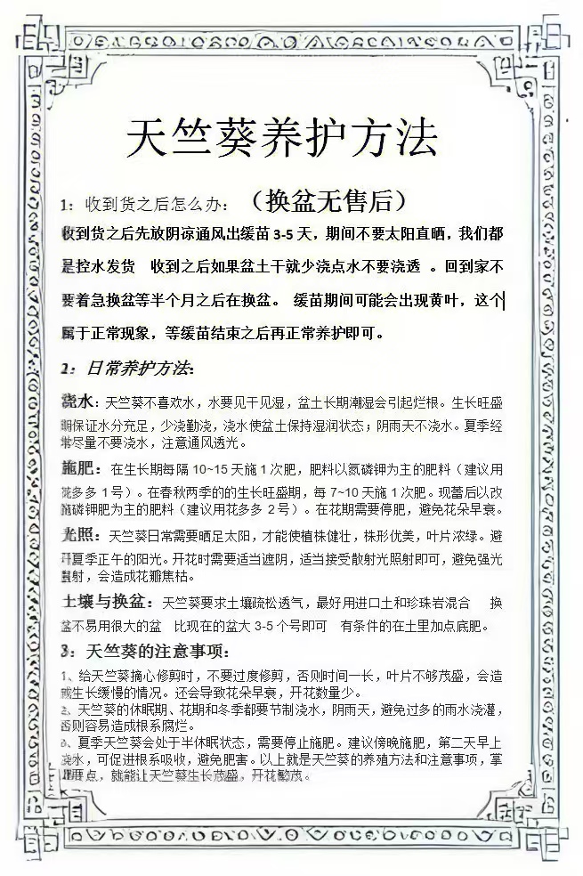 【不知道】直立重瓣天竺葵