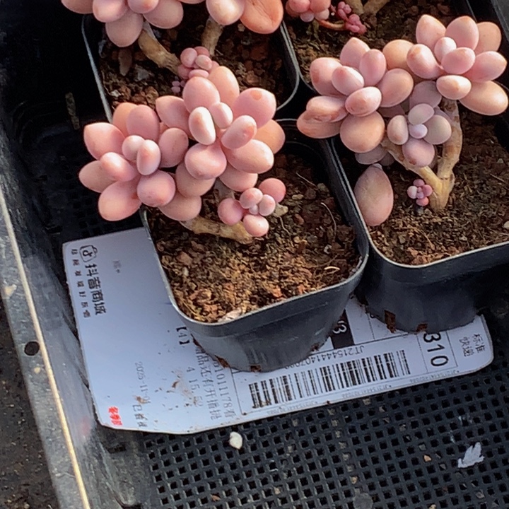 桃蛋双头（满9.99包邮不满9.99发叶子）