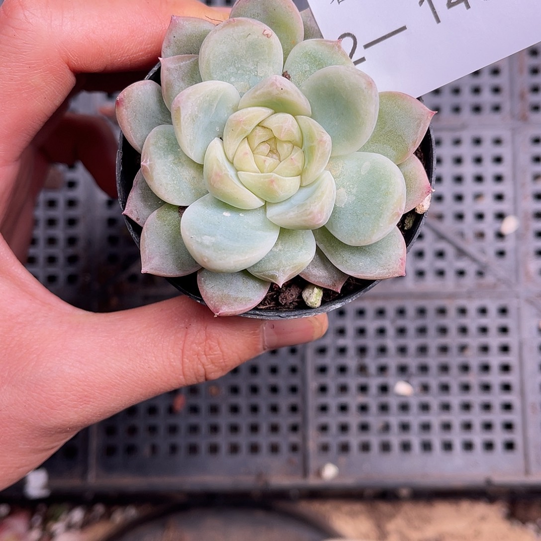 多肉一物一拍2-148