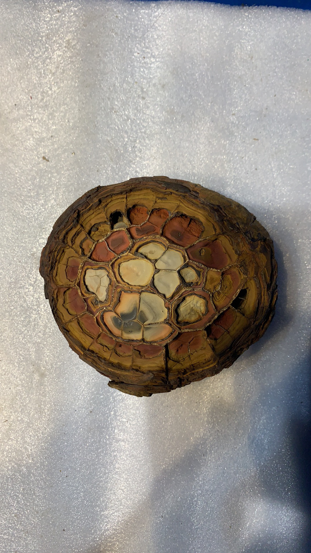 湖南郴州龟纹石摆件