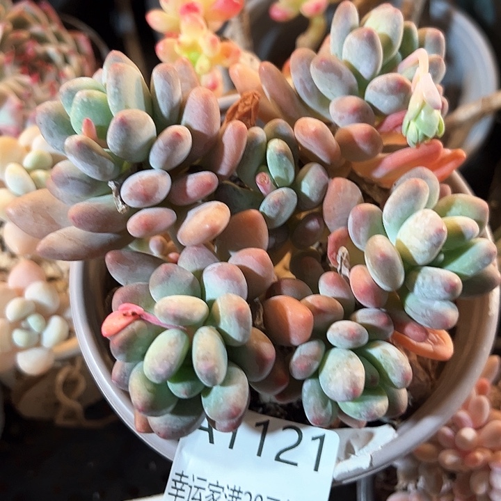 幸运的是我的朋友们