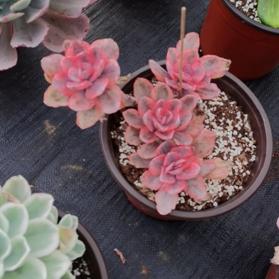 蓝玫瑰白覆轮锦群