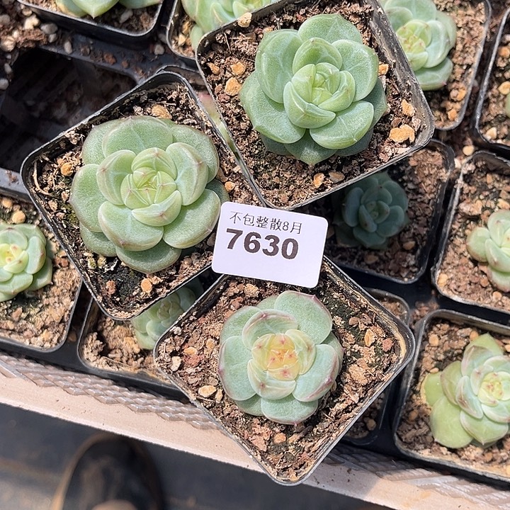 .***❁阿雅园艺。       7630寒冰