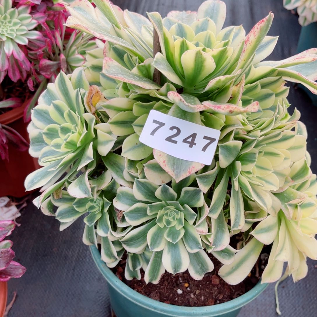 绿豆沙多肉发货发货