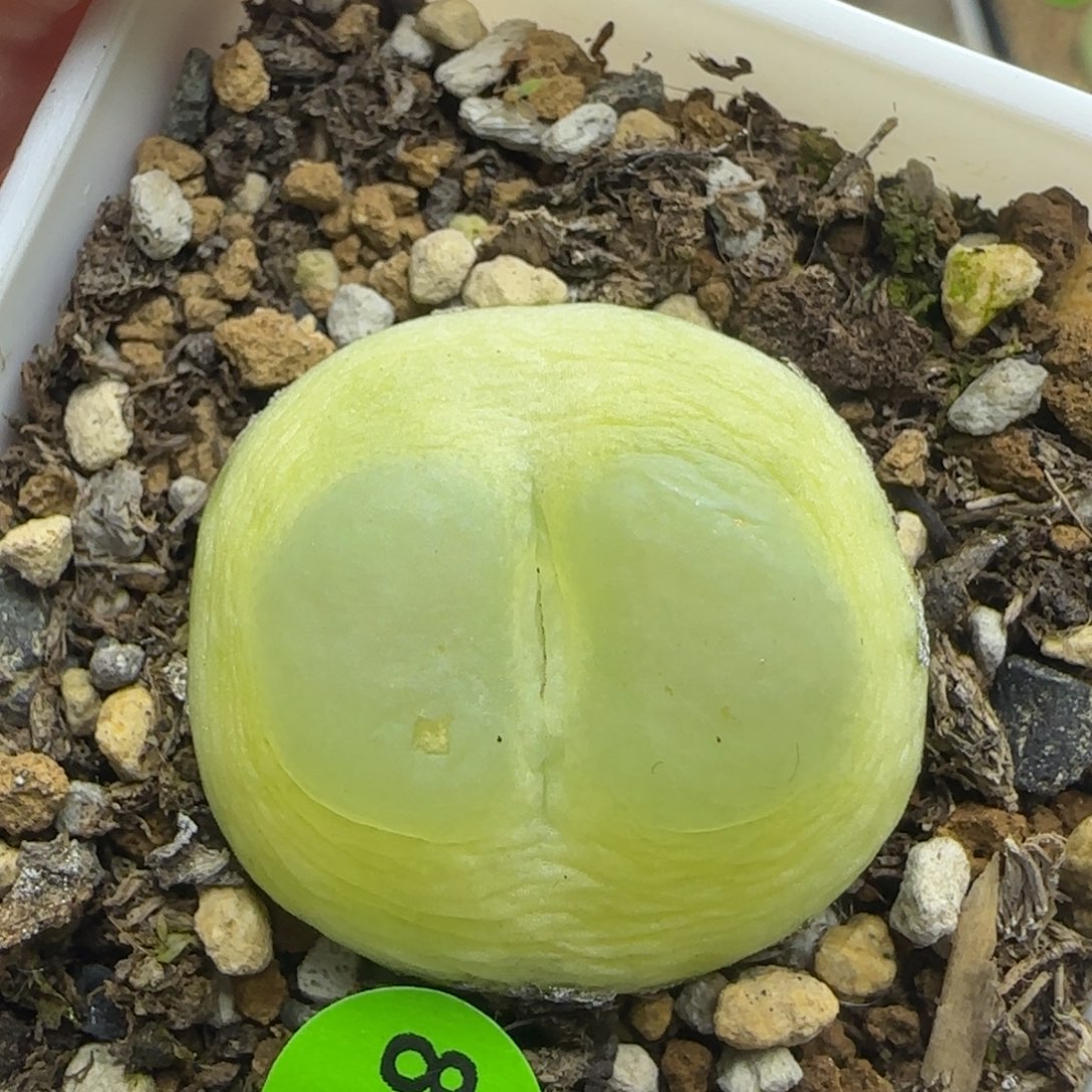 拉登2.6点多肉植物838