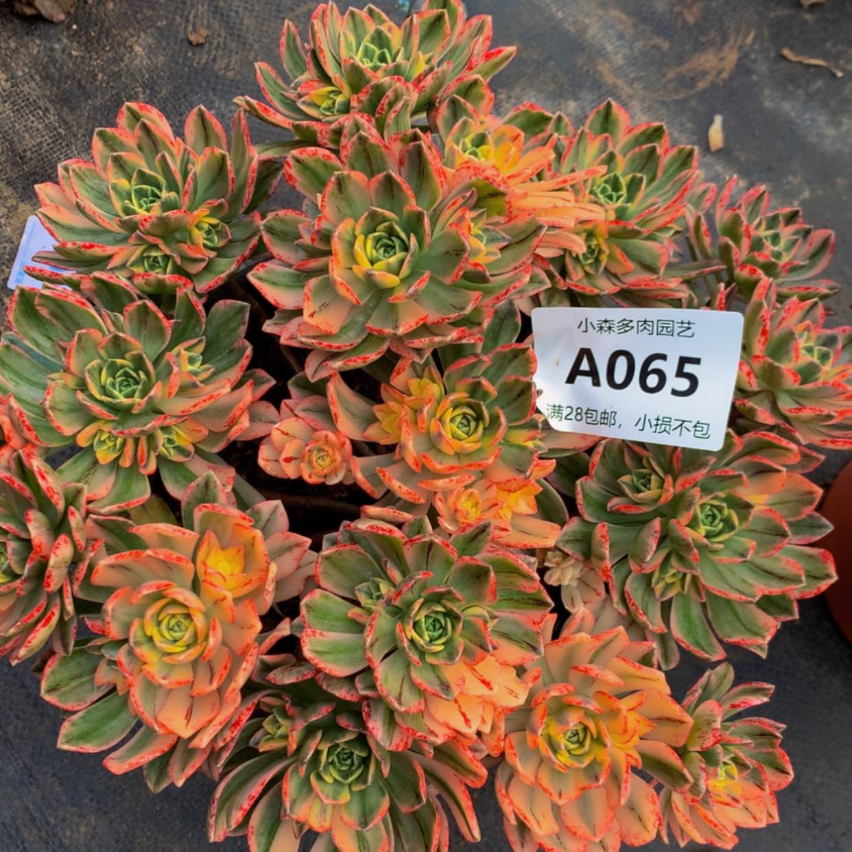 【闪购商品】65甜茶多肉