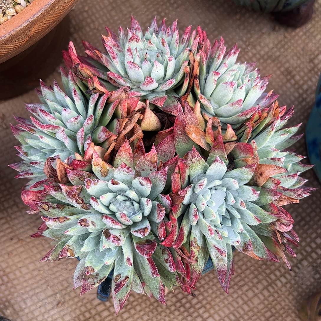 5365牡丹白雪仙女杯