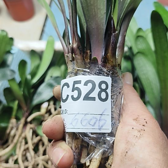 *****完全开放0000000000