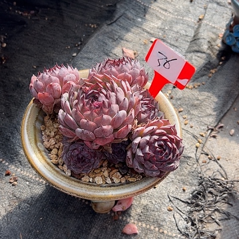 荷***花36姚姬带盆一个多肉