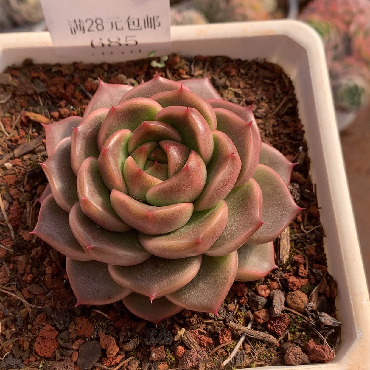 【闪购商品】云685