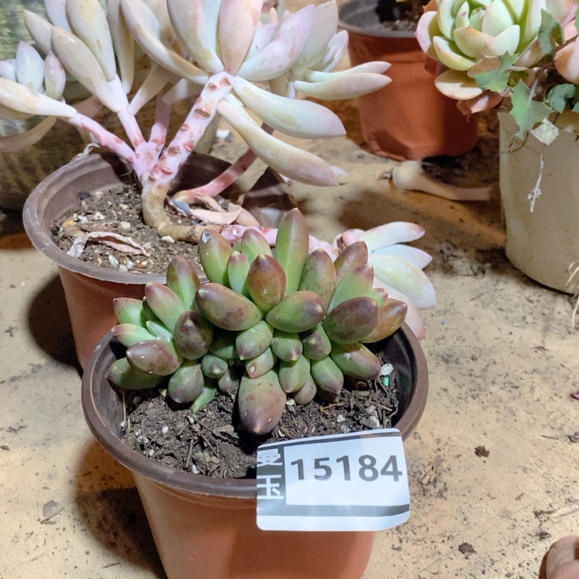 【闪购商品】千代田15184