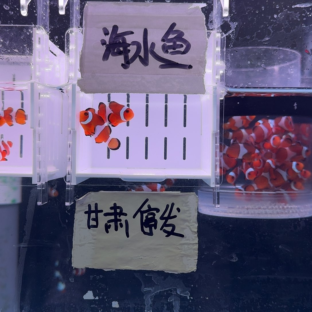 海水鱼4厘米精品黑边公子一对