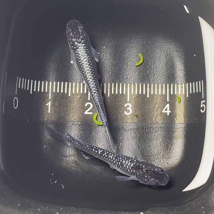 青鳉鱼强光礼服一对