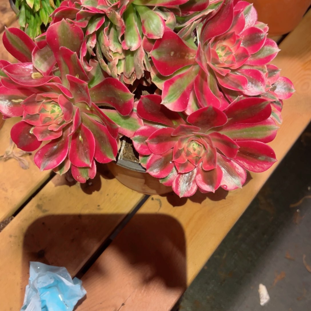 813 号多肉植物法师