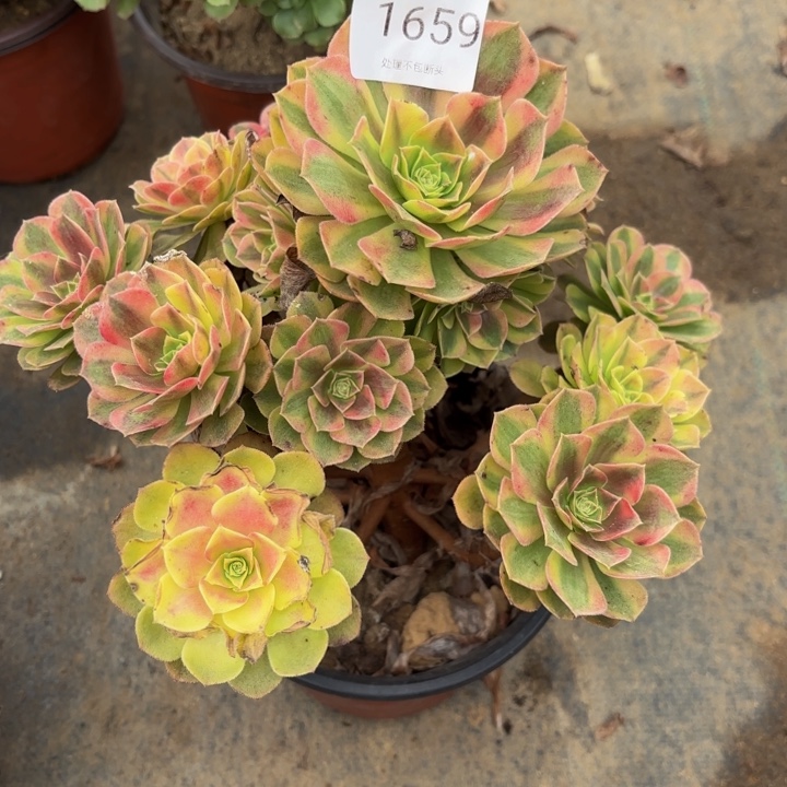 雨荷多肉处理不包断头1659