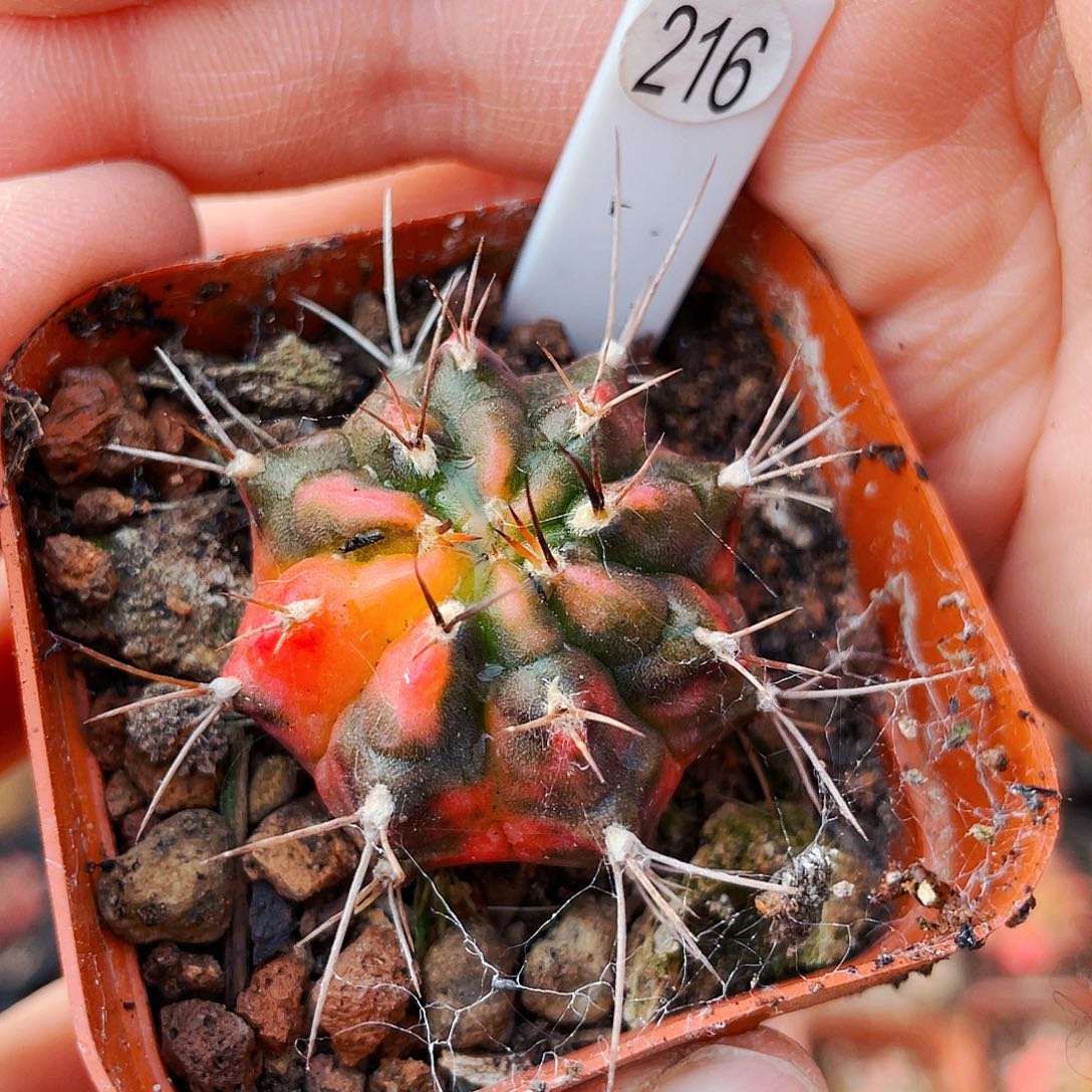 非偏远地区满25包邮仙人球