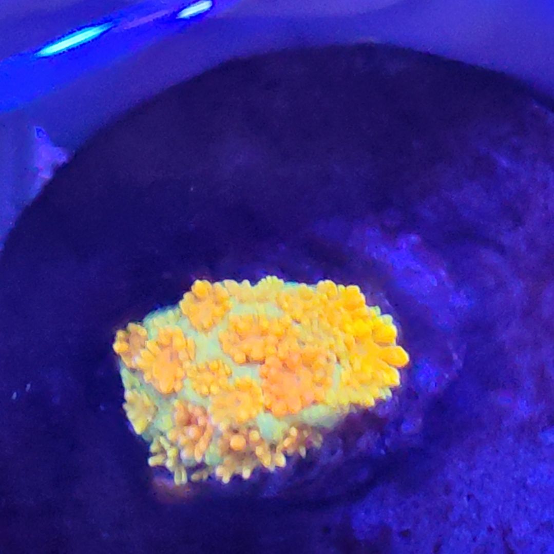智海珊瑚不支持退货不包邮接受再下单