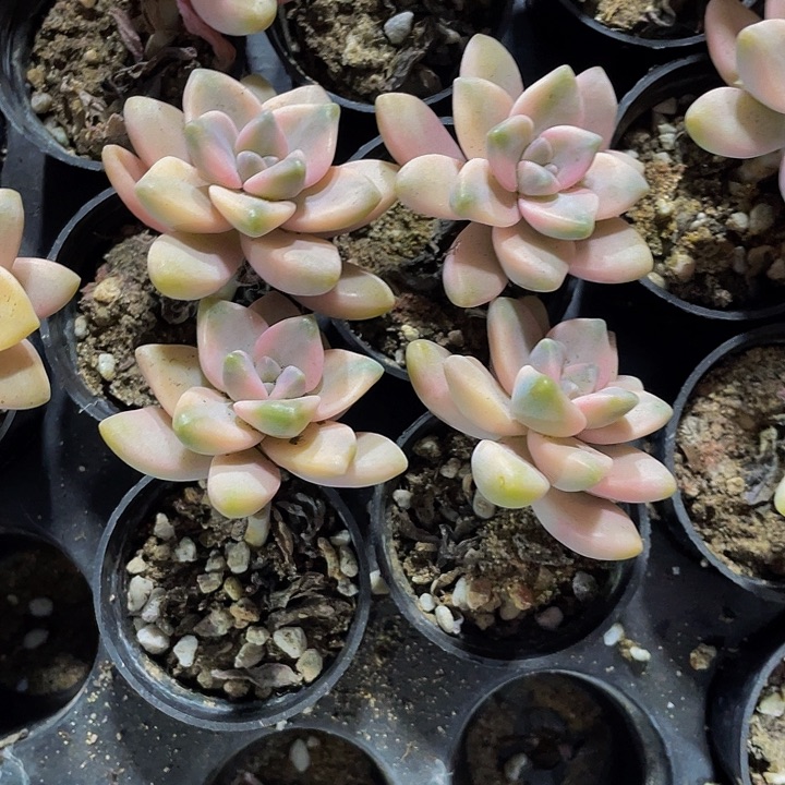 美杏锦2.8带盆土发