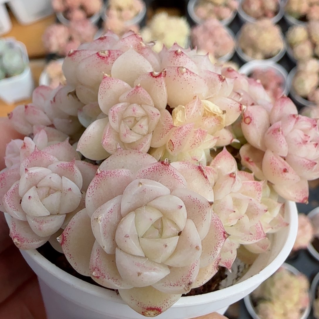 【闪购商品】0226-143包子麦杆
