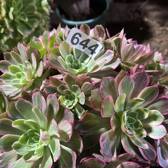 明***你多肉植物一个万花同644
