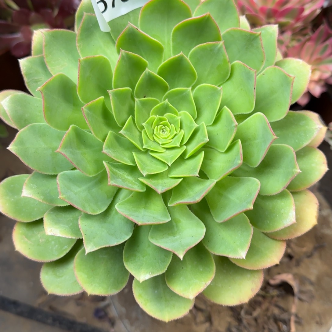 702沃克力法师多肉