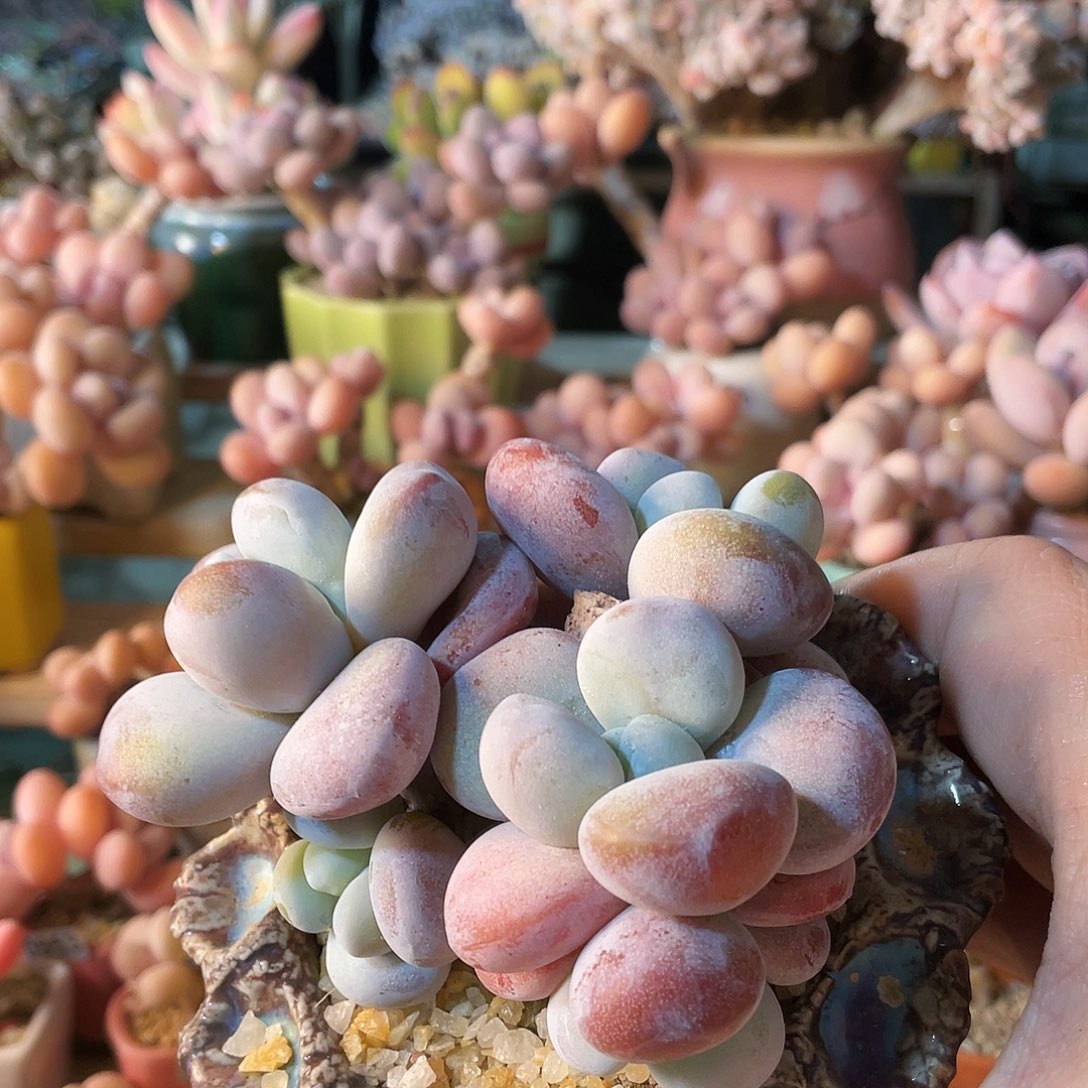 M***夏多肉植物的生长发育与生长发育