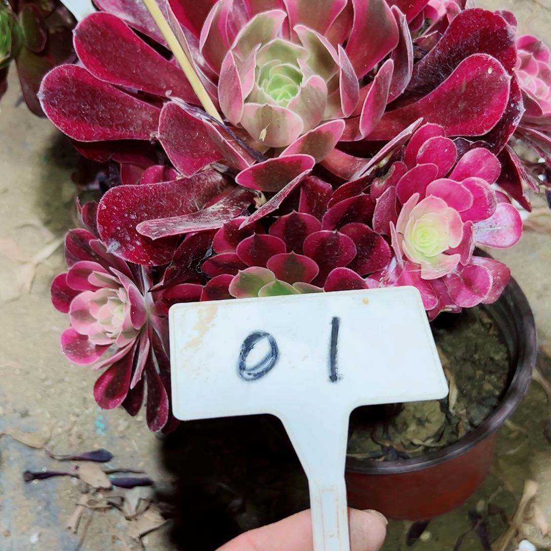 多肉植物美杜莎法师