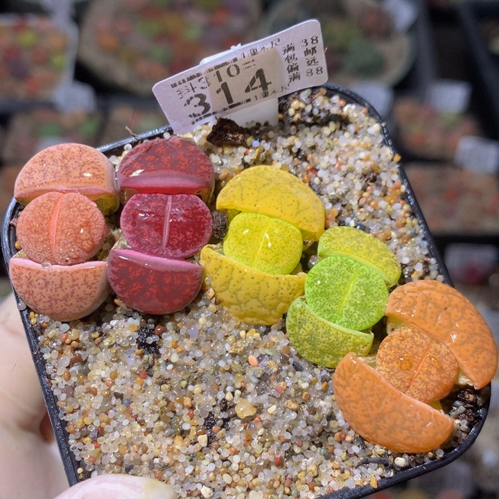 精品生石花310.314