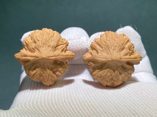 纯野原生老树龙珠