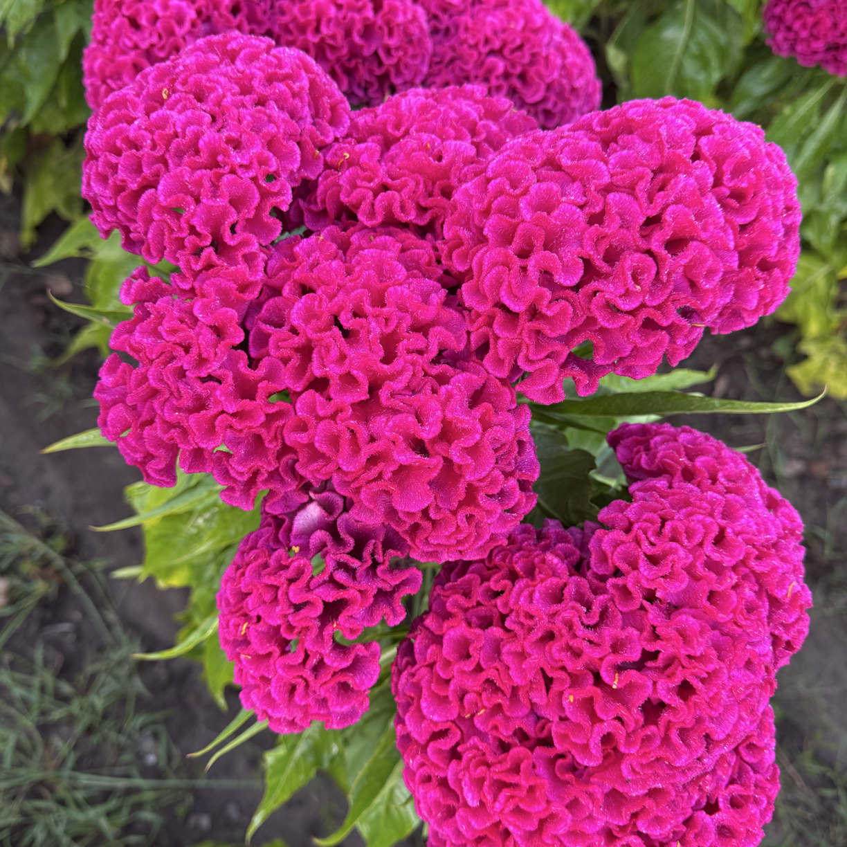鸡冠花种子200粒紫红色庭院室外种植