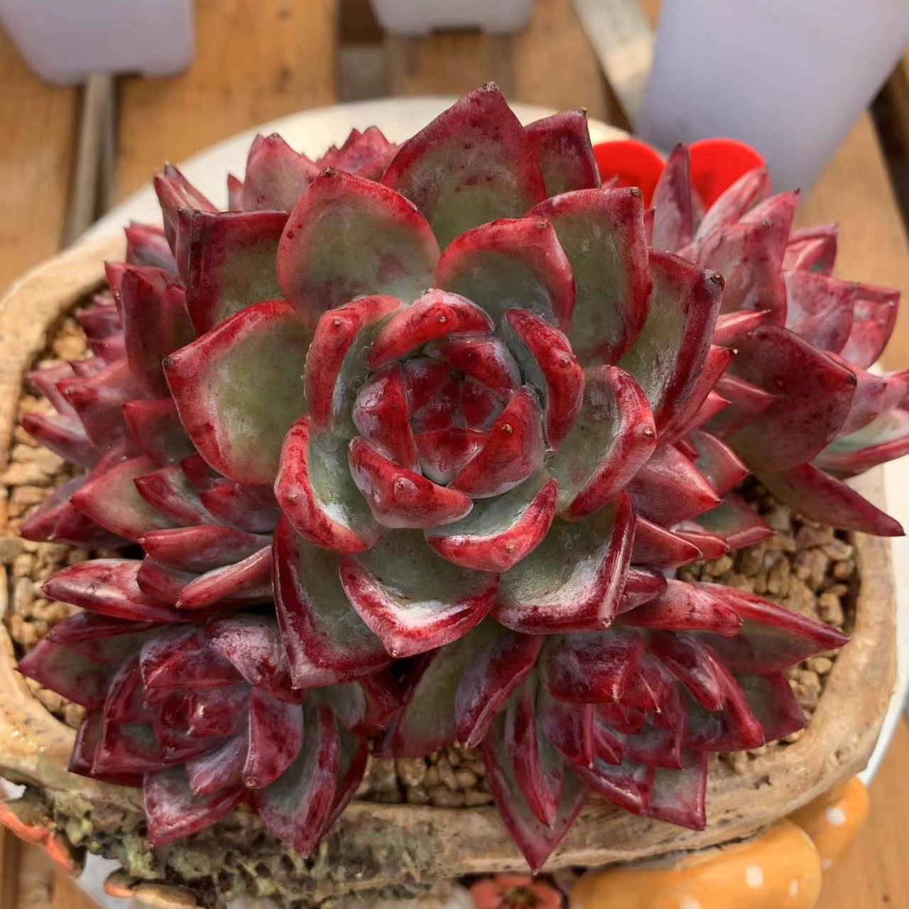 红卡群生无砍老桩，晴天精品多肉