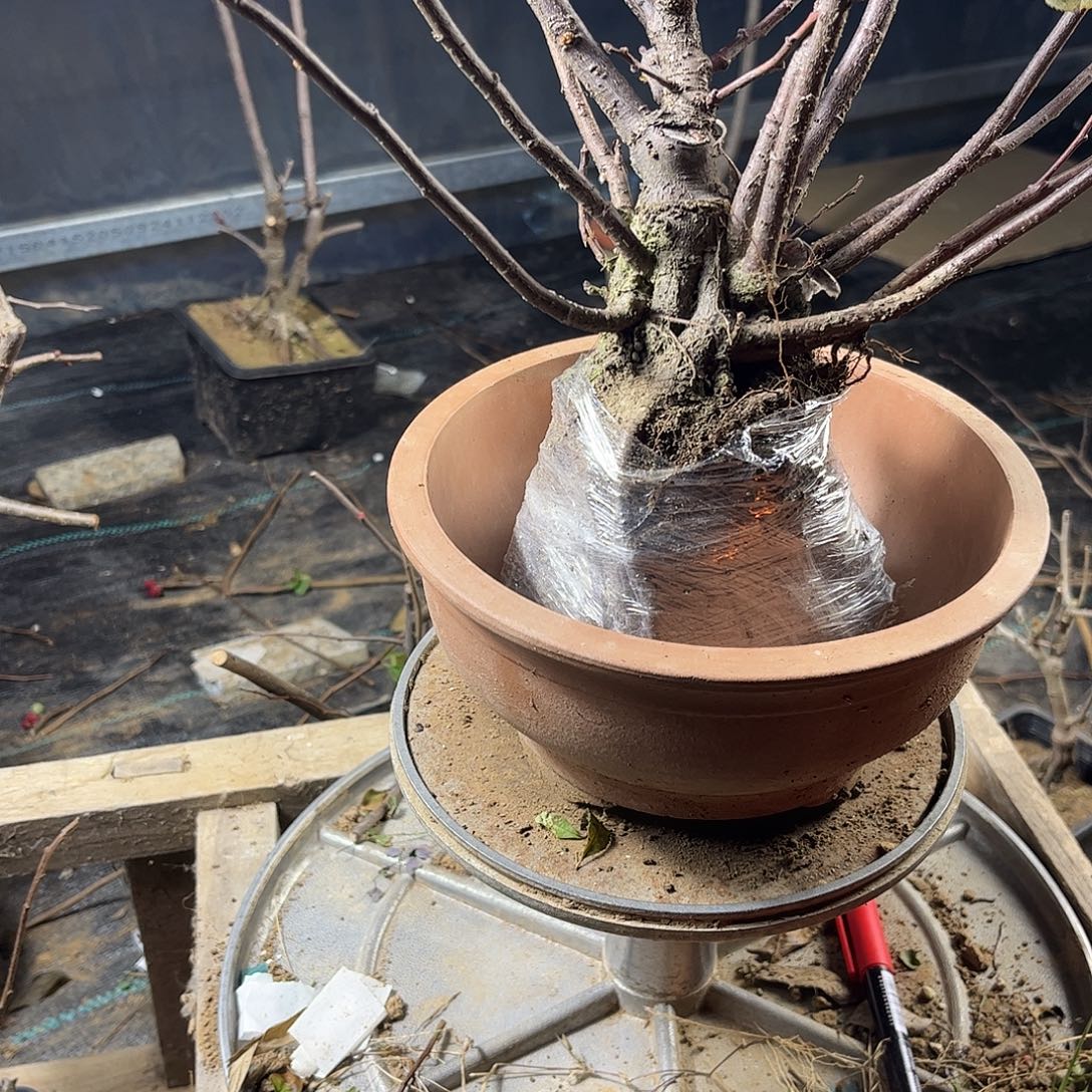 全部花朵漂亮好看好看