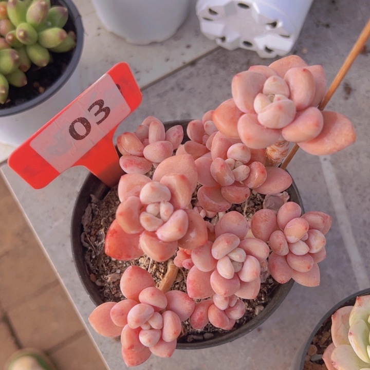 ，健健康康平平安安