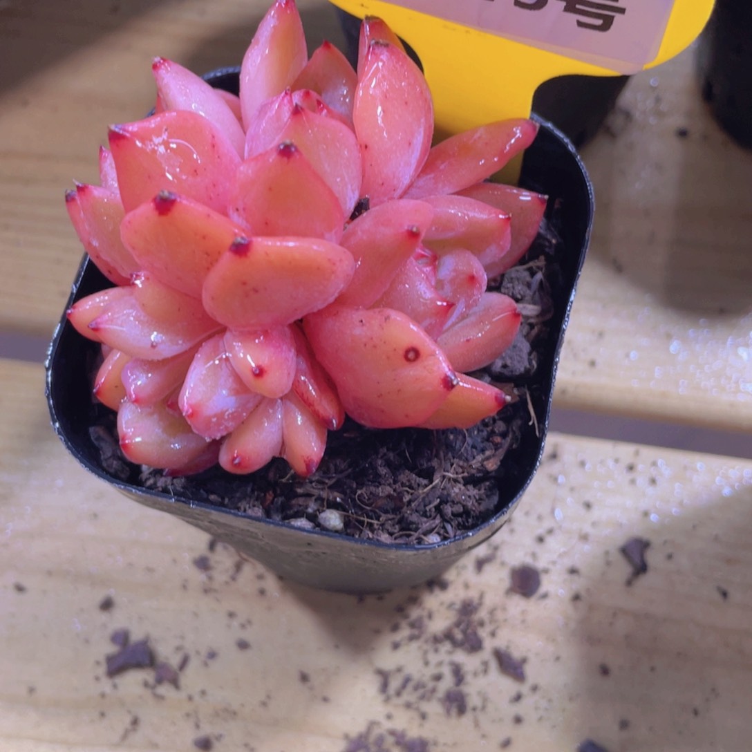 1415号 丸叶q橙朵朵缀